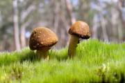 世界拳击联盟选手参赛激励基金启动，世界拳击理事会